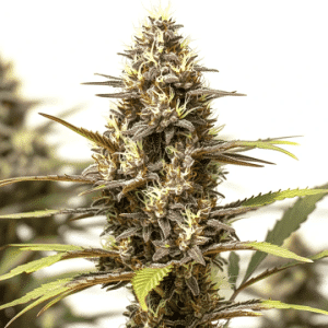 Cogollo de Bubblegum Gelato compacto y muy resinoso, con pistilos claros y estructura robusta en floración.
