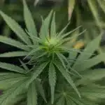 Cannabis con sabor fresco vs sabor cálido en fase vegetativa.