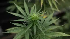 Cannabis con sabor fresco vs sabor cálido en fase vegetativa.