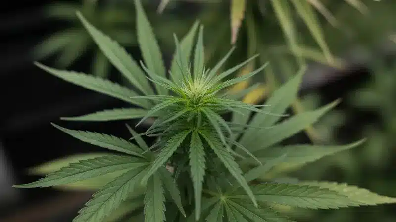 Cannabis con sabor fresco vs sabor cálido en fase vegetativa.
