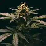 Mejores variedades índicas con sabor a menta en floración.