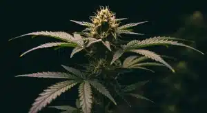 Mejores variedades índicas con sabor a menta en floración.