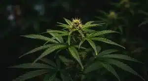 Mejores variedades de menta para aliviar la ansiedad en cultivo.