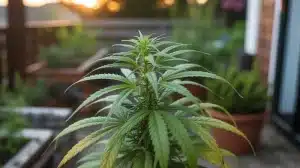 Mejores variedades refrescantes de cannabis para el verano.