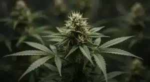 Purple Kush x White Russian: cogollo resinosa en etapa de floración.