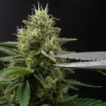 Monkey OG en proceso de manicurado con cogollo resinoso.