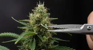 Monkey OG en proceso de manicurado con cogollo resinoso.