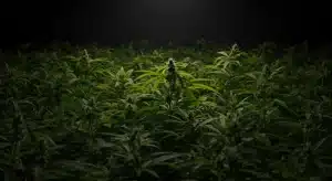 Tipos de terpenos de menta en el cannabis según el cultivo.