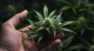 Sistema de nutrientes de Annaboto para mejorar el crecimiento del cannabis.