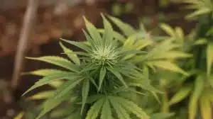 Variedades automáticas vs fotoperiódicas con sabor a menta.