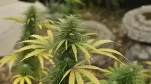 Híbridos equilibrados con sabor a menta para probar en exterior.