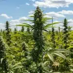 Nemesis en cultivo exterior con colas centrales desarrolladas.