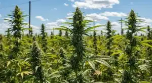 Nemesis en cultivo exterior con colas centrales desarrolladas.