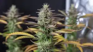 Neville Haze Auto en floración interior con cola central alargada.