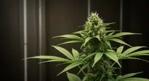 Mejores variedades mentoladas para cultivar en casa en interior.