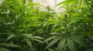 Purple Punch en crecimiento vegetativo en interior.