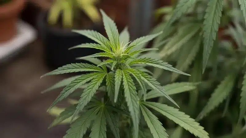 Planta joven de cannabis cultivada en maceta, perfecta para analizar cannabis con sabor fresco vs sabor cálido en función del entorno, genética y manejo del cultivo.