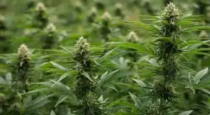 Neville’s Haze en cultivo exterior con colas sativa alargadas.