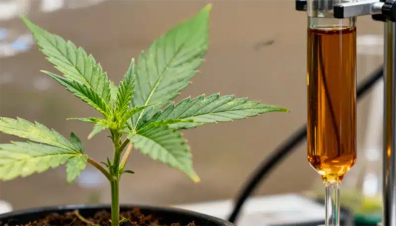 Plántula de Purple Kush x White Russian en maceta recibiendo nutrientes líquidos mediante gotero, destacando un crecimiento temprano y un manejo preciso de alimentación.