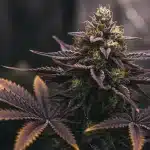 Purple Kush x Mazar: Cogollo púrpura en floración avanzada.
