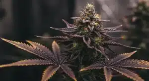 Purple Kush x Mazar: Cogollo púrpura en floración avanzada.