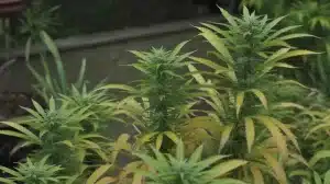 Purple Sunset Auto en exterior: Plantas autoflorecientes.