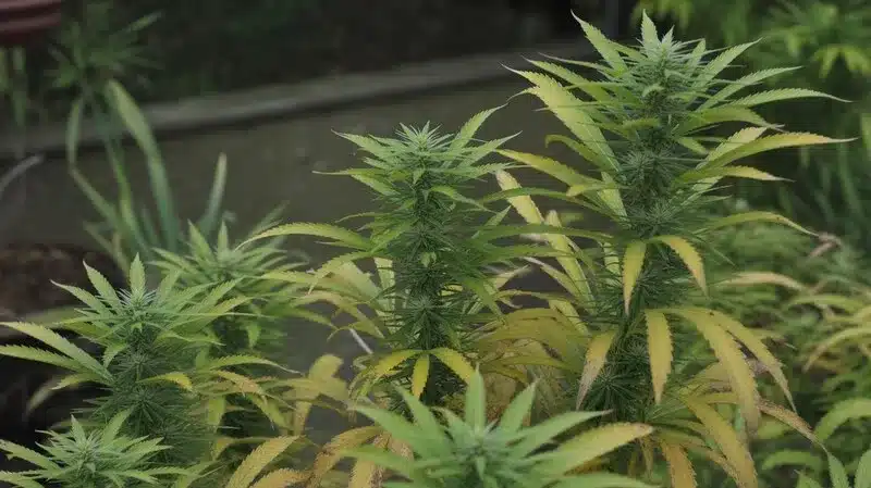 Purple Sunset Auto en exterior: Plantas autoflorecientes.