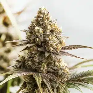 Cogollo de RS11 x Cookies Cream compacto, cubierto de tricomas y pistilos claros en floración avanzada.
