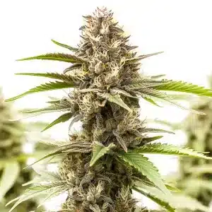 Cogollo de RS11 x Galactic Cookies con abundantes tricomas, pistilos claros y estructura híbrida compacta.