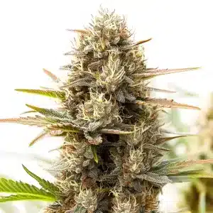 Cogollo de RS11 x Gush Mints muy compacto, cubierto de tricomas y pistilos claros en floración avanzada.