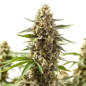 Cogollo de RS11 x Ooze muy denso, cubierto de tricomas blancos y con pistilos claros en floración avanzada.