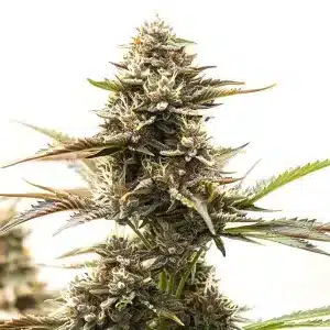 Cogollo de RS11 x Runtz con flores compactas cubiertas de tricomas y pistilos claros en floración avanzada.