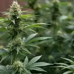 RS11 x Zoap en cultivo exterior con colas bien formadas.