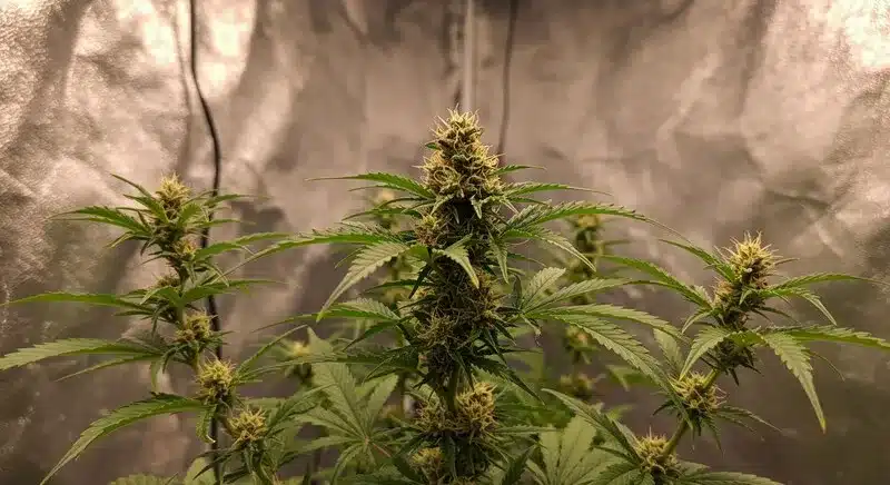 Red Gorilla Auto cultivada en interior, con varias plantas autoflorecientes en floración, estructura compacta, hojas sanas y cogollos en desarrollo bajo condiciones indoor controladas.