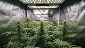 Ricky Bobby en cultivo interior: Plantas bajo luz LED.