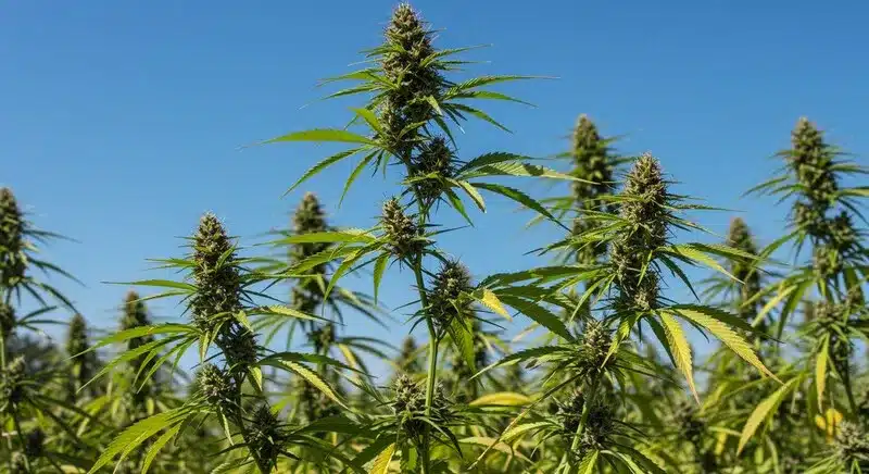 Rock Fruit Fast Version cultivada en exterior, plantas altas y con estructura sativa, hojas alargadas y cogollos en formación, adaptadas a cultivos al aire libre y ciclos de floración rápidos.