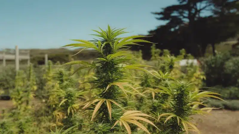 Rosenthal cultivada en exterior, plantas altas en fase de crecimiento, con hojas alargadas y estructura sativa adaptada a entornos abiertos y condiciones naturales.
