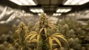 Rosetta Stone en cultivo interior con cola central dominante.