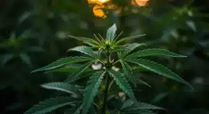 Cómo afectan los terpenos de menta al sabor del cannabis.