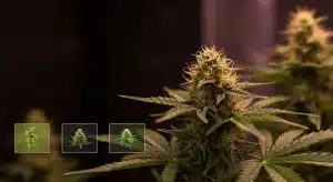 San Fernando Valley OG Kush en floración interior con cogollo central.