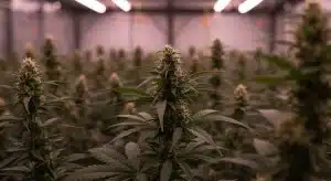 Santa Muerte FBV en cultivo interior avanzado.