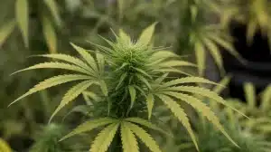Mejores variedades sativas con sabor a menta en floración.