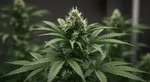 Variedades refrescantes de cannabis con sabor a menta en floración.