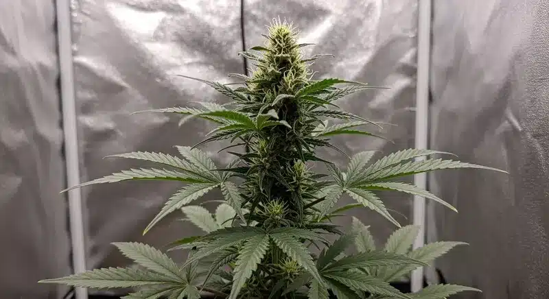 Planta de cannabis Black Domina Auto cultivada en interior, una flor principal bien formada y un crecimiento estable bajo condiciones controladas de luz y ambiente.