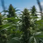 Planta de cannabis Black Domina Auto en floración cultivada en exterior.