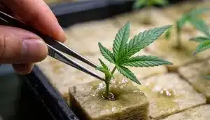 Esqueje de cannabis Blackberry Moonrocks Auto en lana de roca.