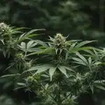 Planta de cannabis Blueberry en floración.