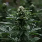 Planta de cannabis Bubba Gift en floración.