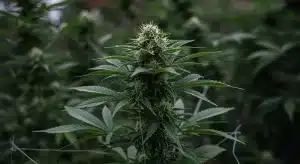 Planta de cannabis Bubba Gift en floración.