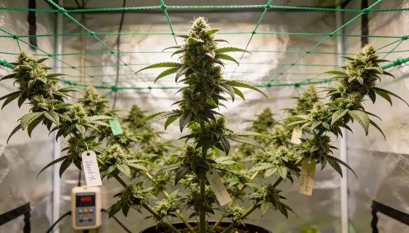 Plantas de cannabis Bubba Kush Auto cultivadas en interior con malla SCROG, múltiples colas florales y un desarrollo uniforme bajo condiciones de cultivo controladas.
